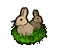 Rabbits Wheat Field