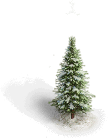 Medium Snowy Conifer