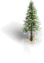 Small Snowy Conifer